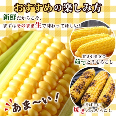 【2026年先行受付】北海道 とうもろこし 恵味ゴールド 約5kg 10本入り