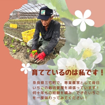 【奈良県限定】 いちご「奈乃華」 250g×4パック イチゴ 国産 贈答 フルーツ 果物 