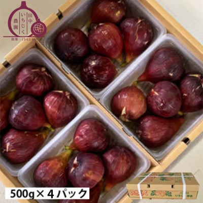 《2kg》田中いちじく農園の朝採り新鮮いちじく　4～7個入×4パック