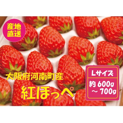 甘酸っぱ～い苺　紅ほっぺ　Lサイズ(48粒)【産地直送】