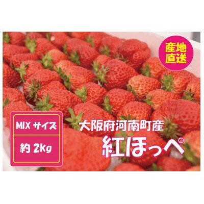 甘酸っぱ～い苺　紅ほっぺ　MIX 約2kg【産地直送】