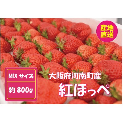 甘酸っぱ～い苺　紅ほっぺ　MIX 約800g【産地直送】