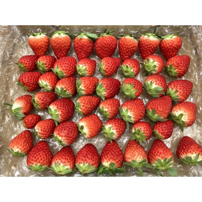甘酸っぱ～い苺　紅ほっぺ　MIX 約800g【産地直送】