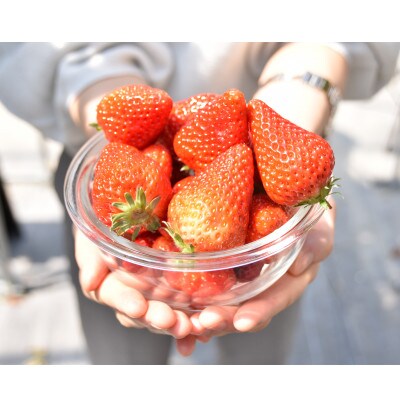 甘酸っぱ～い苺　紅ほっぺ　MIX 約800g【産地直送】