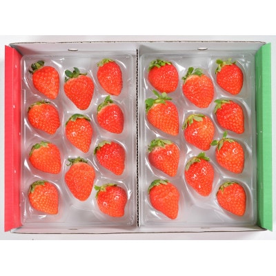 光姫(イチゴ)約600g～約700g/苺 いちご 果物 大阪府南河内郡河南町