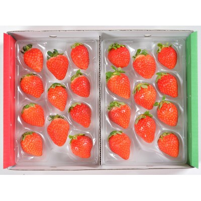 光姫(イチゴ)約1.8kg～約2.1kg/苺 いちご 果物 大阪府南河内郡河南町