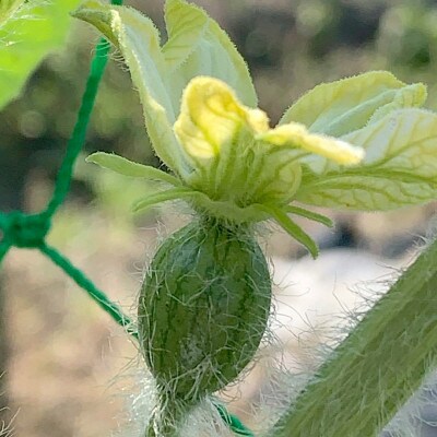 【8月上旬より順次発送】千姫(すいか)約3kg～約3.5kg×1個/果物 大阪府南河内郡河南町
