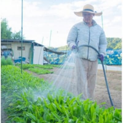 【12～14種類】河南町新鮮アジア野菜「大満足セット」