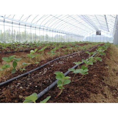 大阪府南河内郡河南町産【贈答用】　「おいしいいちご」1箱(約613～675g)