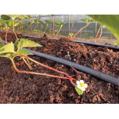 大阪府南河内郡河南町産【家庭用】　「おいしいいちご」　4パック(1パック(約250g)×4)