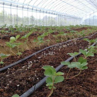 大阪府南河内郡河南町産　おいしいいちご　JAS認証いちご　約500g　24粒