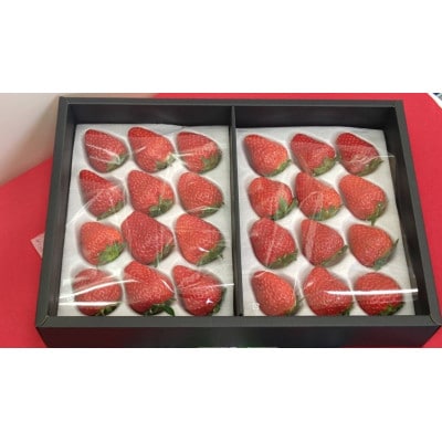 大阪府南河内郡河南町産　おいしいいちご　JAS認証いちご　約500g　24粒