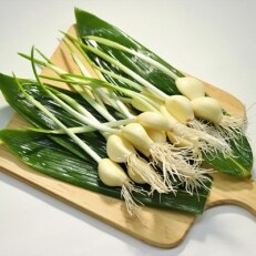 《根っこも食べれる!》つのにんにく詰合せ(10本入り)×7袋 発芽にんにく