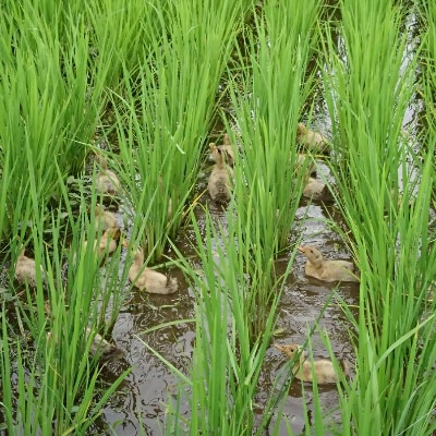 武田家のお米　岩手県産　 銀河のしずく 白米 5kg