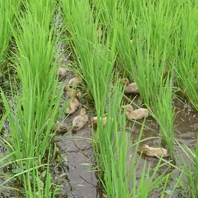 武田家のお米 岩手県産　きらほ 白米 10kg