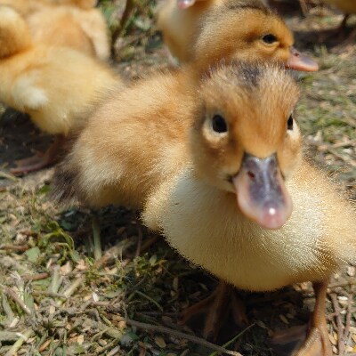 武田家のお米 岩手県産　きらほ 玄米 10kg
