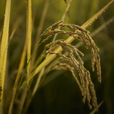 武田家のお米 墾　岩手県産 あきたこまち 玄米 5kg