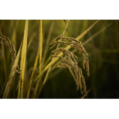 武田家のお米 墾　岩手県産 あきたこまち 白米 5kg(精米)