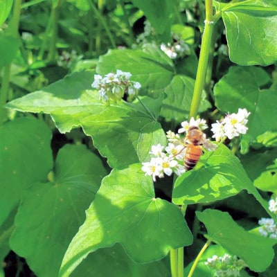 非加熱はちみつ　そば60g×1本　春の百花(さくら)300g×1本