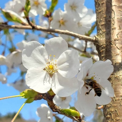 非加熱はちみつ　春の百花(さくら)60g×4本
