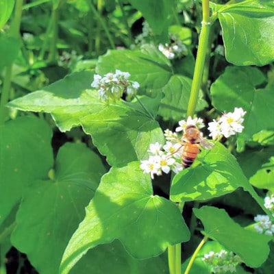 非加熱はちみつ　そば・春の百花(さくら)　60g×各2本