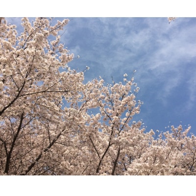 さくらの天然石根付ストラップ