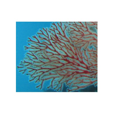 大粒12mm玉の珊瑚のペンダント