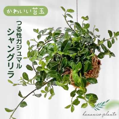 シャングリラ つる性ガジュマル 苔玉 幸福を呼ぶ 観葉植物 おしゃれにハンギング