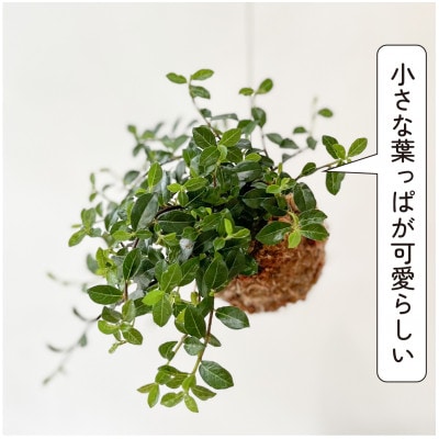 シャングリラ つる性ガジュマル 苔玉 幸福を呼ぶ 観葉植物 おしゃれにハンギング