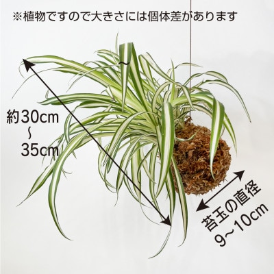 オリヅルラン苔玉  観葉植物 可愛い吊り下げインテリア
