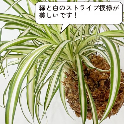 オリヅルラン苔玉  観葉植物 可愛い吊り下げインテリア