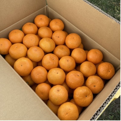 <約10kg>つじい農園の食べごろ和泉みかん