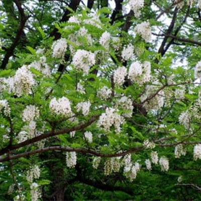 【2種】いずみつ(百花蜜)&アカシア 200g& 食べ比べプラセット　倒立型 蜜切れ抜群ボトル