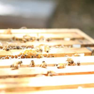 【1種】 いずみつ(百花密) 440g