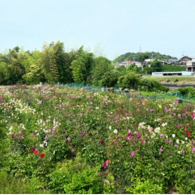 【1種】 いずみつダリア 500g 　倒立型 蜜切れ抜群ボトル　希少蜂蜜!
