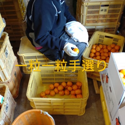 隠れ名産地　和泉みかん温州早生(小玉中玉大玉サイズミックス)　5kg