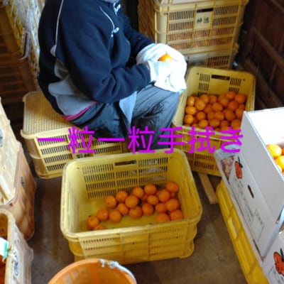隠れ名産地　和泉みかん温州早生(小玉中玉大玉サイズミックス)　5kg