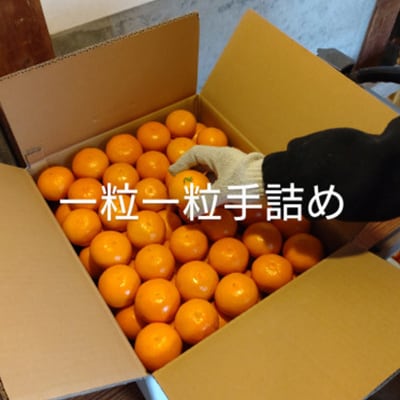 隠れ名産地　和泉みかん温州早生(小玉中玉大玉サイズミックス)　5kg