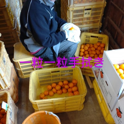 隠れ名産地　和泉みかん温州早生(厳選小玉SS-3S)　3kg