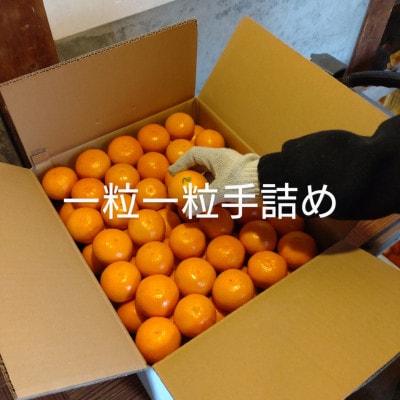 隠れ名産地　和泉みかん温州早生(厳選小玉SS-3S)　3kg