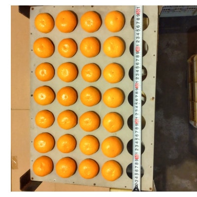 隠れ名産地　和泉みかん温州早生(厳選小玉SS-3S)　5kg