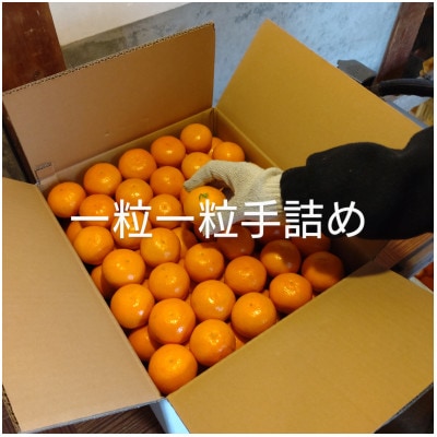 隠れ名産地　和泉みかん温州早生(厳選小玉SS-3S)　5kg