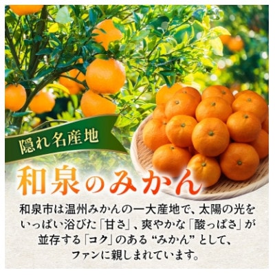 蔵出し熟成和泉みかん　扁平大玉LL-3L 5kg