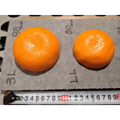 蔵出し熟成和泉みかん　扁平大玉LL-3L 5kg