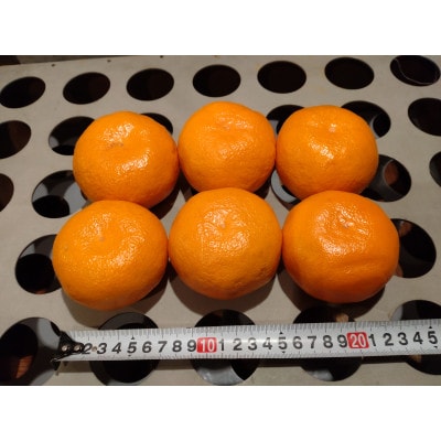 蔵出し熟成和泉みかん　扁平大玉LL-3L 5kg