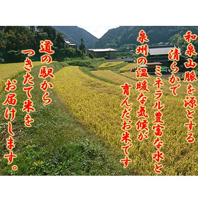 大阪府和泉市の農家さんが心を込めて作ったコシヒカリ　一袋5kg。道の駅で精米してお届けします。