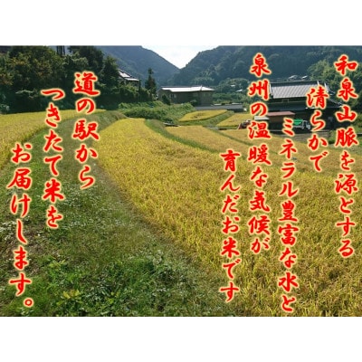 大阪府和泉市の農家さんが心を込めて作ったキヌヒカリ　一袋5kg。道の駅で大好評。
