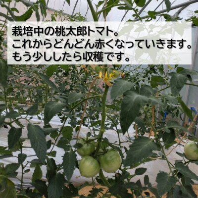 桃太郎トマト 約1kg(5～6玉) 大阪府　和泉市　道の駅いずみ山愛の里