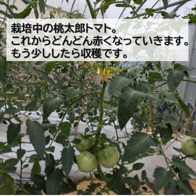 桃太郎トマト 約2kg(10～12玉) 大阪府　和泉市　道の駅いずみ山愛の里