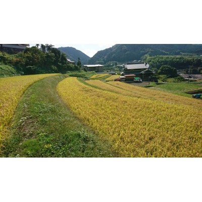 大阪府和泉市の農家さんが心を込めて作ったお米　1袋5kg　【単一品種】